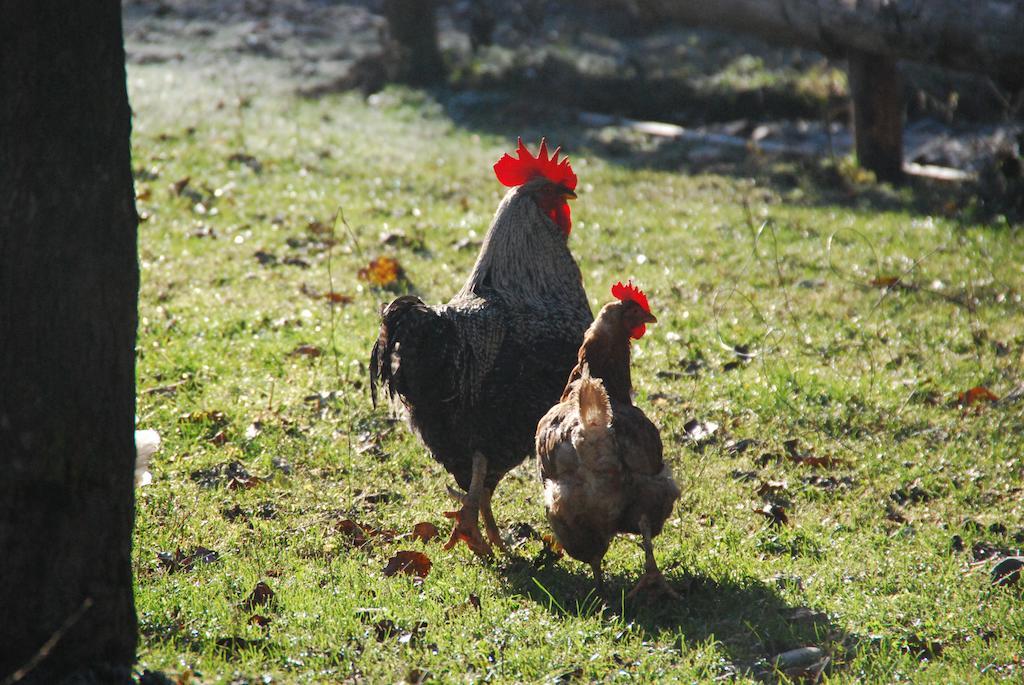 Farm Stay Rotovnik - Plesnik 슬로벤 그라데츠 외부 사진