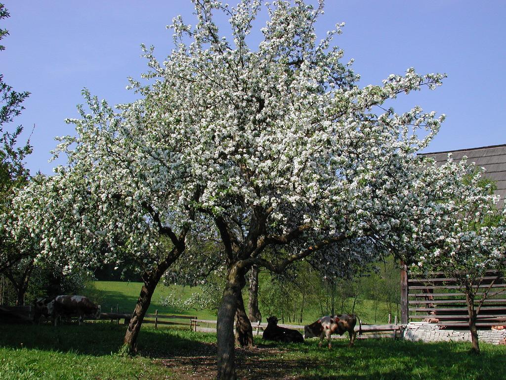 Farm Stay Rotovnik - Plesnik 슬로벤 그라데츠 외부 사진
